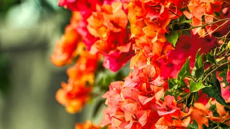 Flores de la planta Santa Rita. Foto: Pexels.