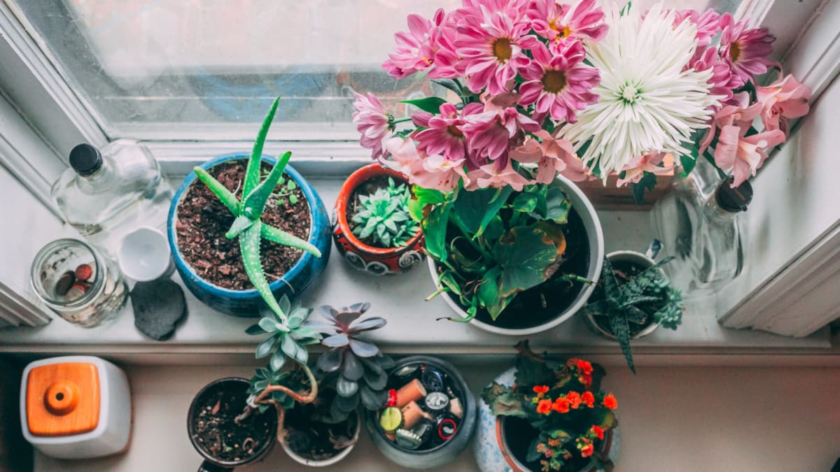 Tener plantas en el hogar: recomendaciones de tipos y mantenimiento, entre otras cosas