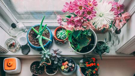 Plantas de interior. Foto: Unsplash