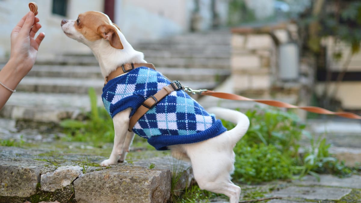 La drástica medida para eliminar los excrementos de perros en las calles. Foto Unsplash.