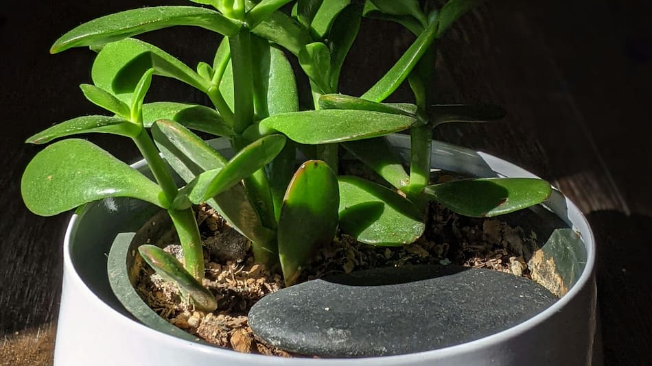 ¿Dónde conviene más ubicar una planta de jade en el hogar?