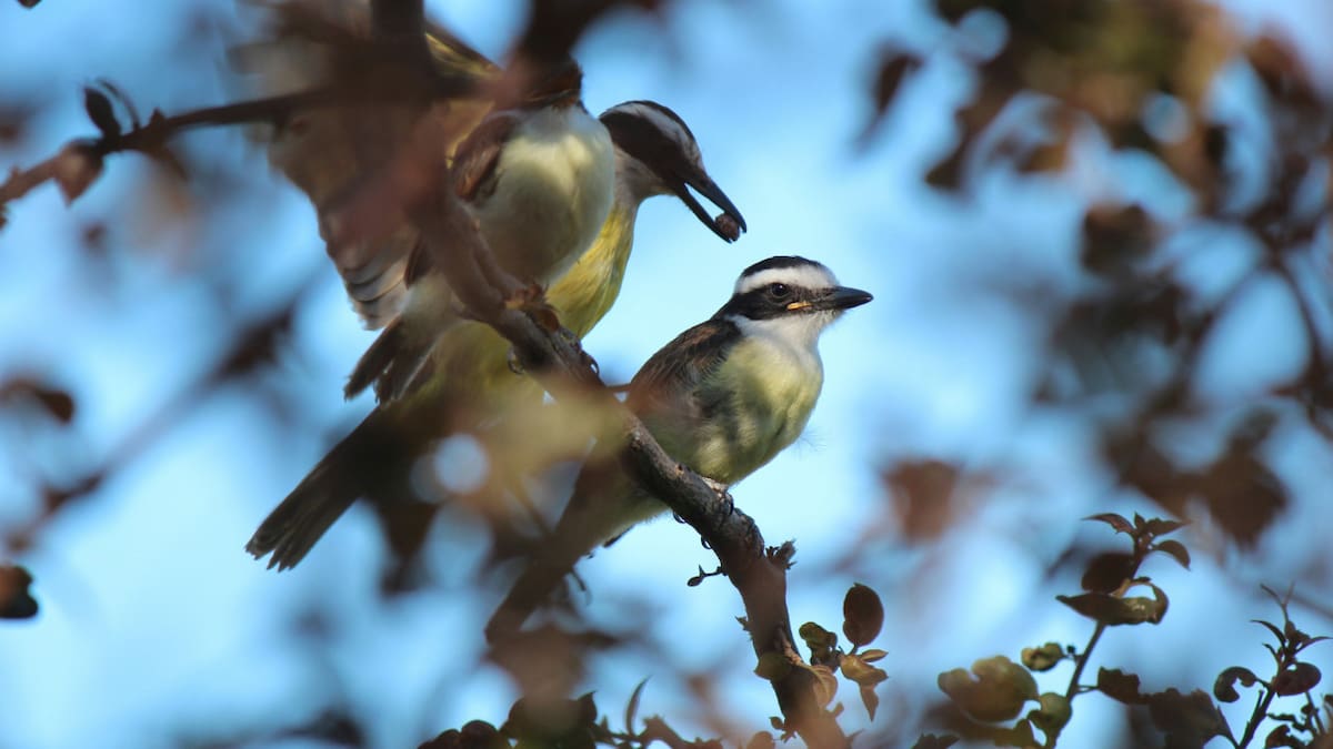 Científicos descubrieron que los pájaros entonan canciones cuando sueñan
