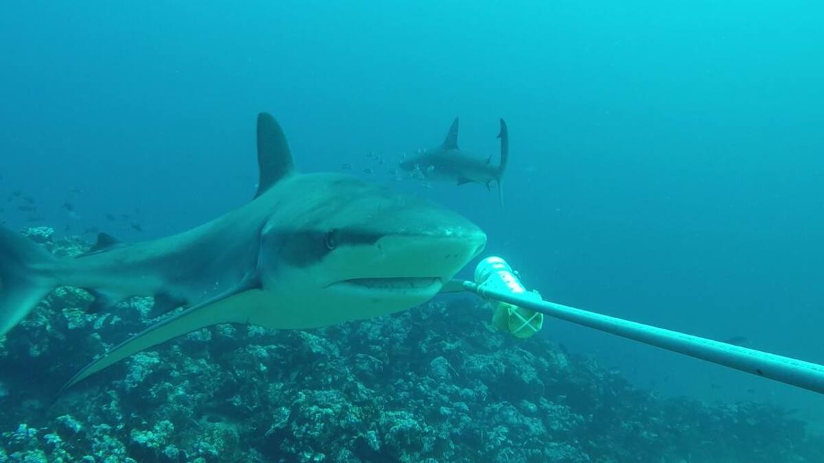 TIBURÓN ATACA TURISTA
