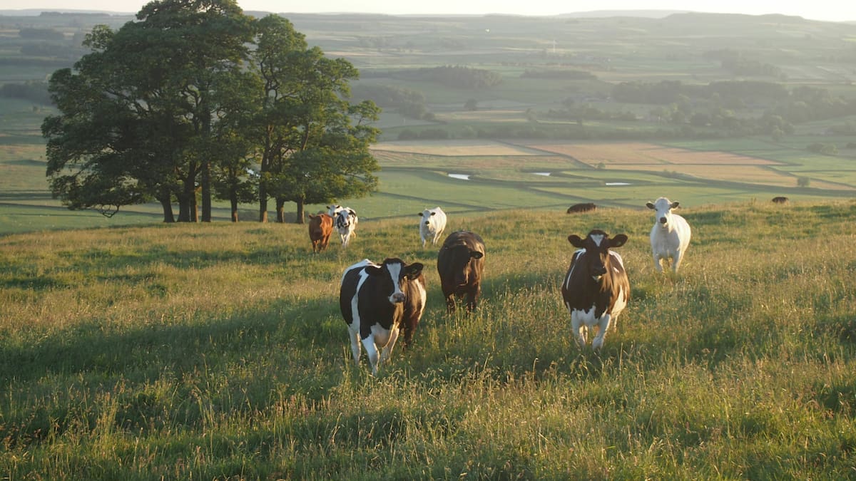 Vacas. Foto Unsplash.