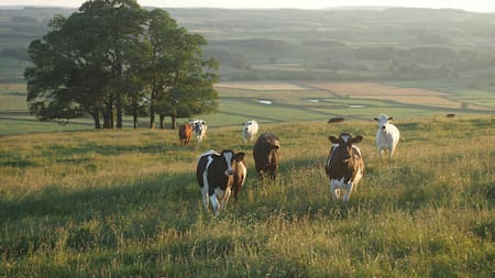 Vacas. Foto Unsplash.