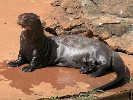 Nacieron dos camadas de cachorros de nutria gigante. Foto Noticias Ambientales