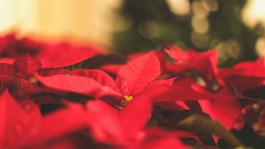 La planta que atrae buena suerte y protección: dónde ubicar la flor de Pascua en Navidad para empezar bien el 2026, según el Feng Shui