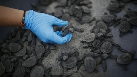 Tortugas loras. Foto: EFE.