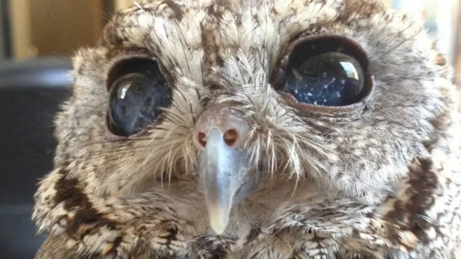 El búho que tiene una galaxia en sus ojos. Foto: Wildlife Learning Center.