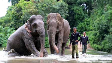 Dos elefantes domesticados caminan en libertad como una forma de ecoturismo en Vietnam que busca cambiar los abusos a animales en el sector del turismo. Foto: EFE