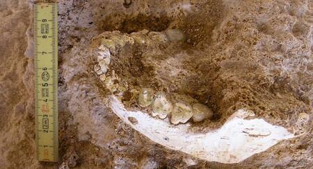 Restos fósiles en Marruecos