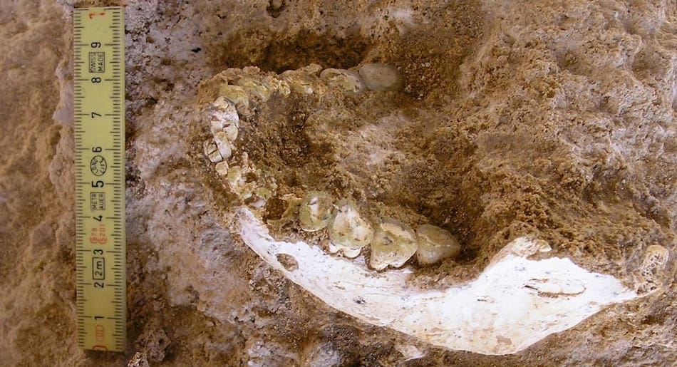 Restos fósiles en Marruecos