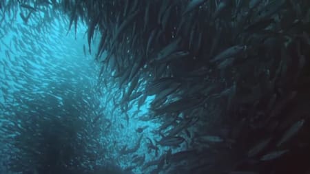 Especies en peligro de extinción. Foto: Reuters.