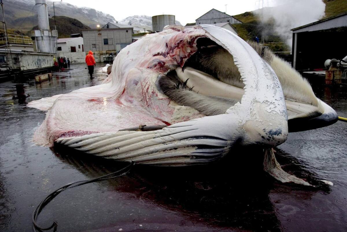 El cuerpo de una ballena es despedazado en la estación ballenera de