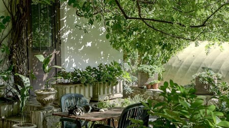 Un hermoso jardín sin trabajo extra: cuáles son las 5 plantas más fáciles de cuidar y que no necesitan podarse