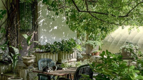 Un hermoso jardín sin trabajo extra: cuáles son las 5 plantas más fáciles de cuidar y que no necesitan podarse