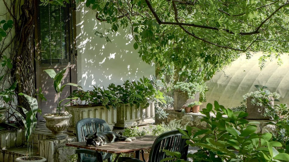 Jardín; plantas.