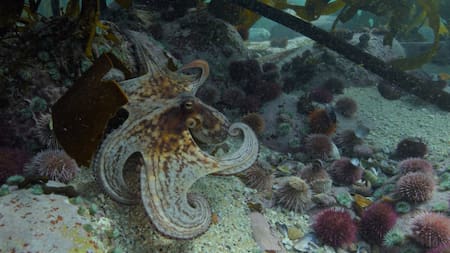 Pulpo. Foto: Unsplash