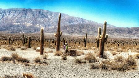 Parque Nacional Los Cardones, Salta. Twitter.