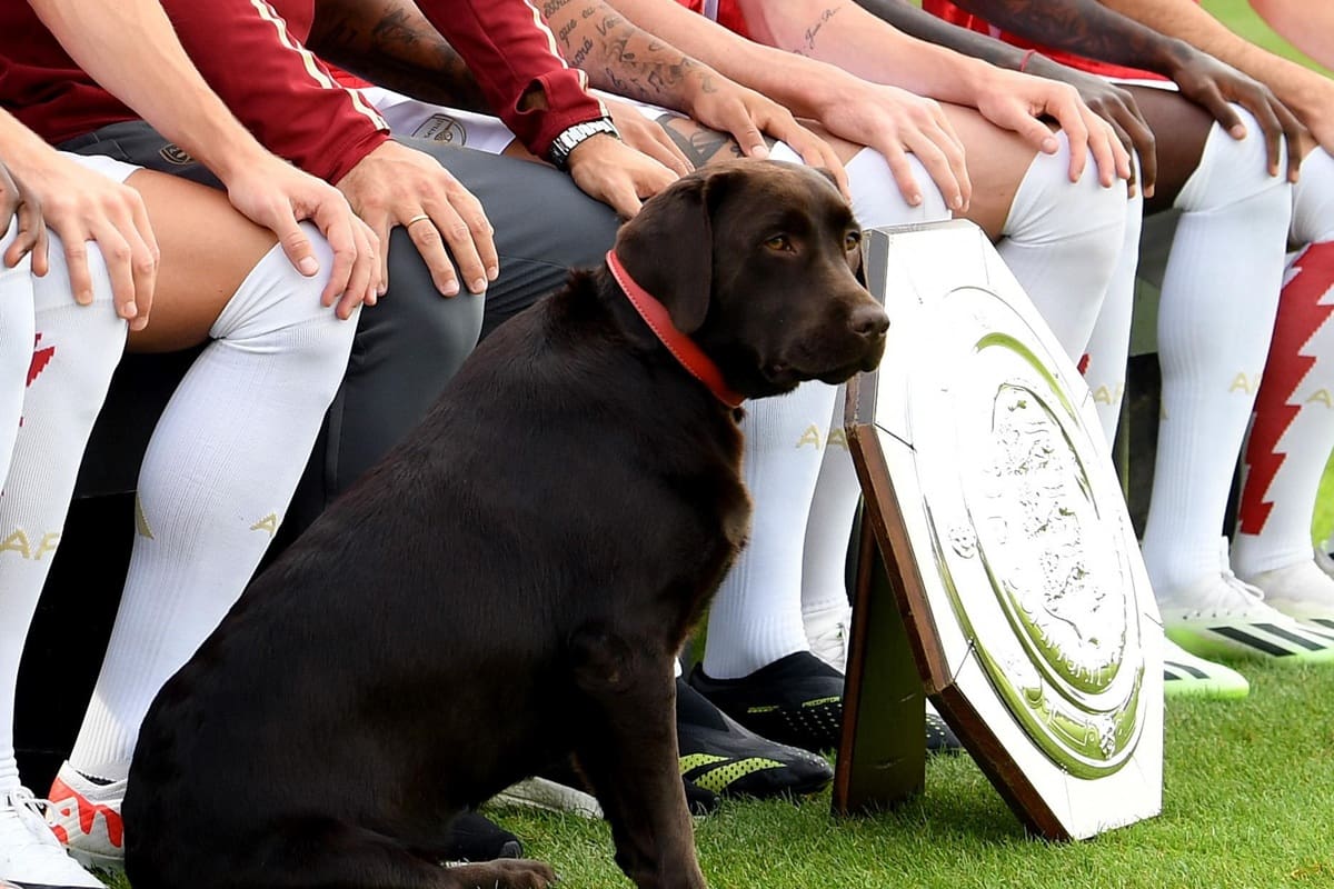 La labradora color chocolate se convirtió en una de las integrantes más queridas del club inglés, donde disfruta de un menú preparado por los cocineros y comparte tiempo con los futbolistas, quienes la reciben con besos y abrazos durante sus visitas.