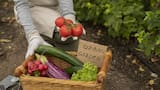De hortalizas a hojas verdes: qué se puede sembrar en la huerta durante octubre