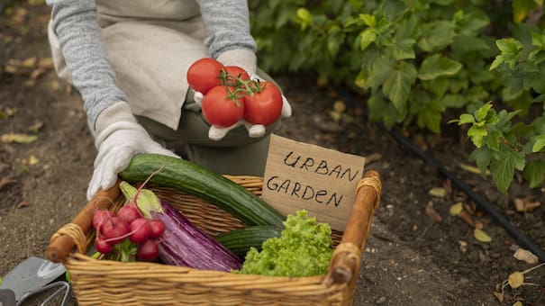 De hortalizas a hojas verdes: qué se puede sembrar en la huerta durante octubre