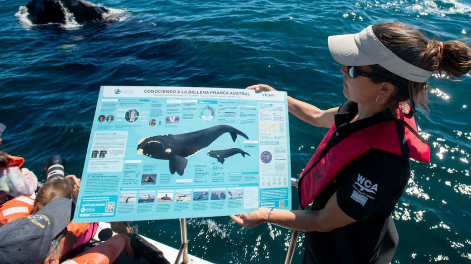 Adopción de Ballenas. Fuente: Instituto de Conservación de Ballenas (ICB)