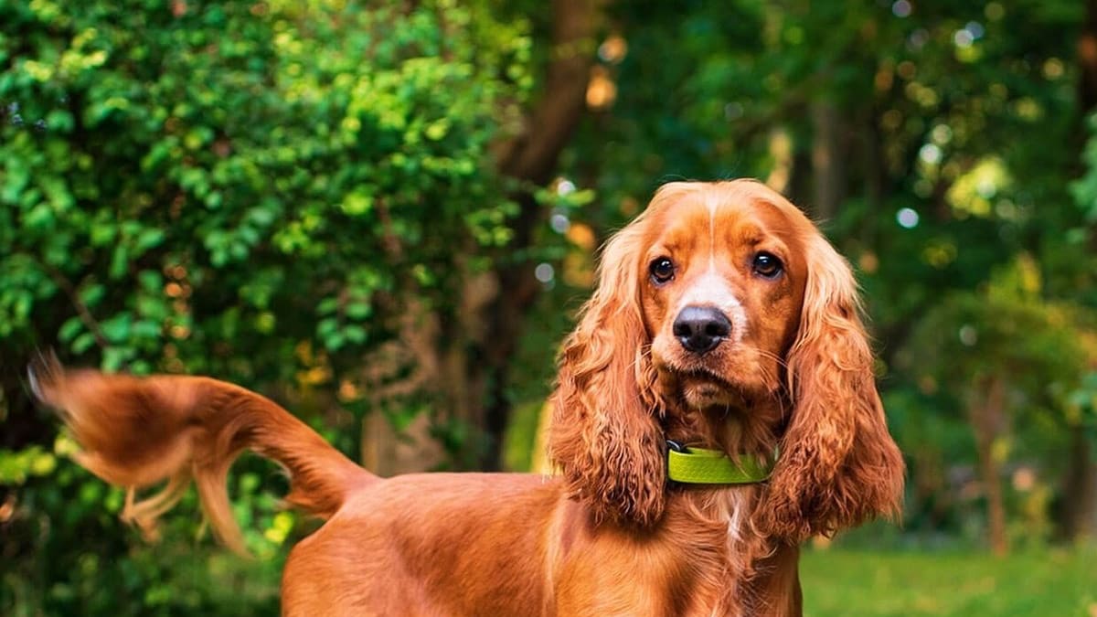 Los veterinarios coinciden sobre cómo cuidar las orejas de los Cocker: “Con controles frecuentes y algunos hábitos simples alcanza para prevenir problemas”