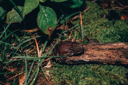 Sapos, ranas, anfibios. Foto: Unsplash