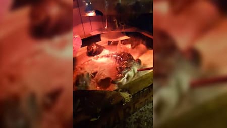 Viral en Youtube: fue a desalojar a su inquilino y había un cocodrilo en el jacuzzi