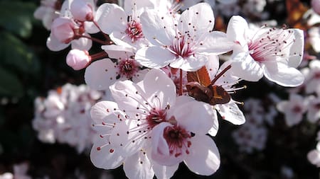 Huerta en casa: los 3 árboles frutales ideales para plantar en otoño y cosechar en primavera