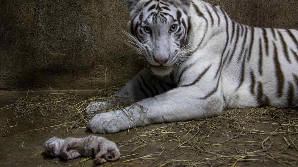 Nacen tres crías de tigre de bengala en el Zoo de Managua, EFE