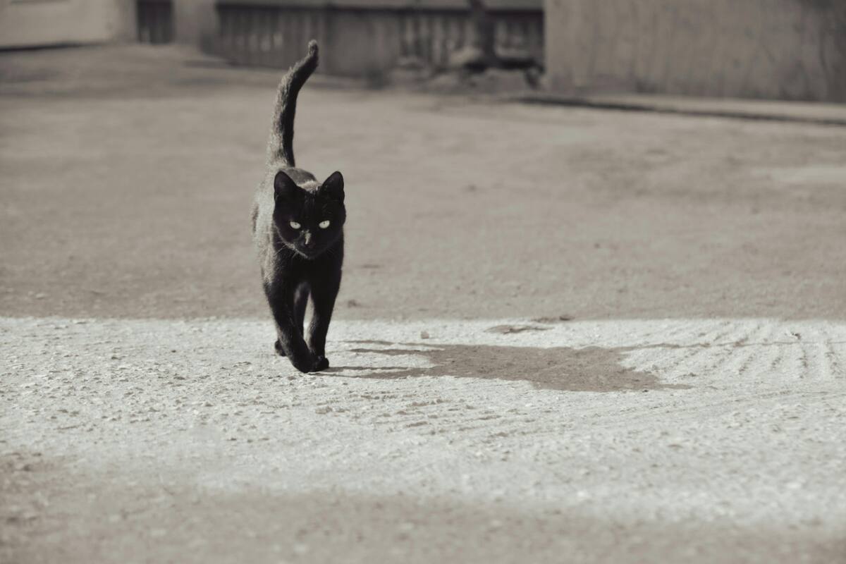 Mala suerte. Foto: Pexels.