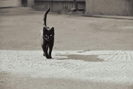 Mala suerte. Foto: Pexels.