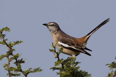 Calandria Real (mimus triurus). Foto: ArgentiNat.