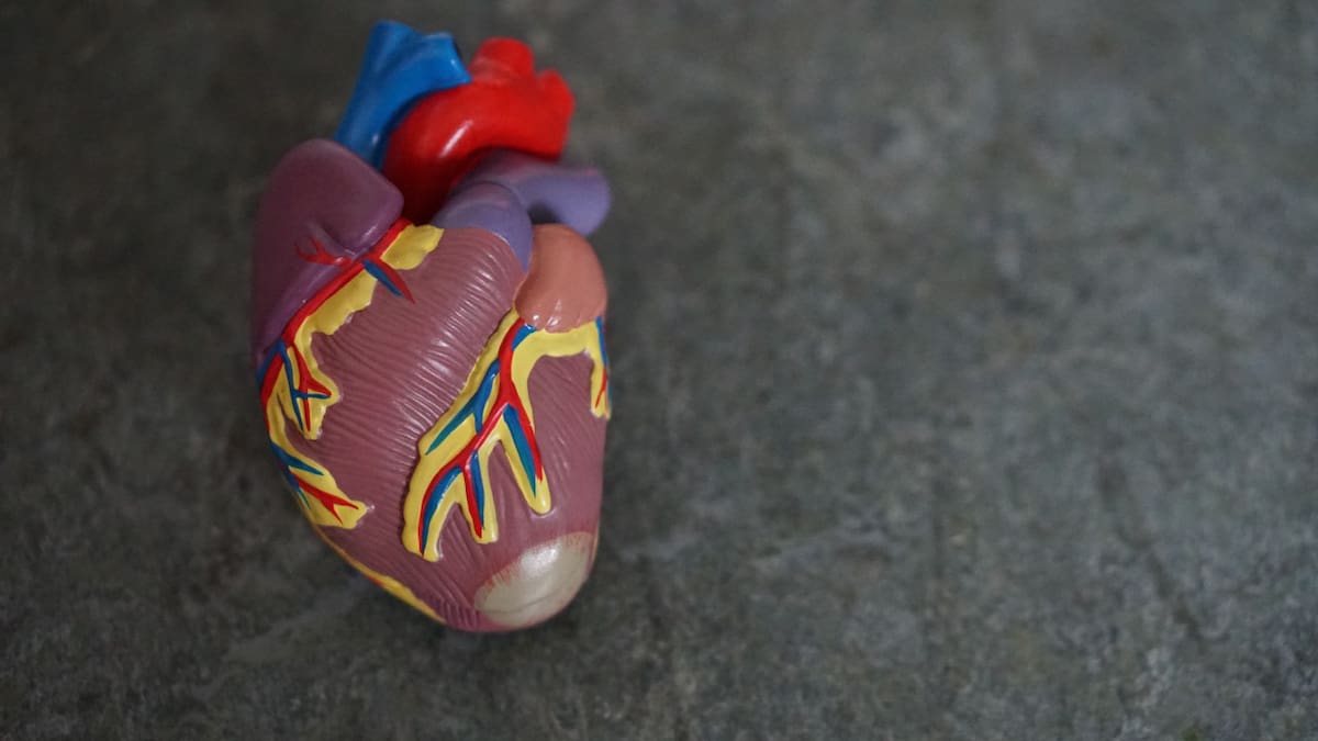IA para calcular la edad biológica del corazón ayuda a identificar el riesgo de mortalidad