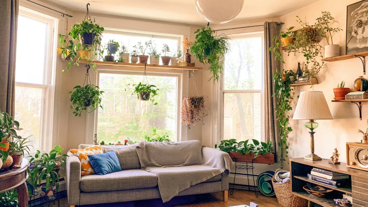 Plantas, hogar, casa. Foto Unsplash.