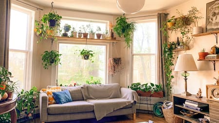 Plantas, hogar, casa. Foto Unsplash.