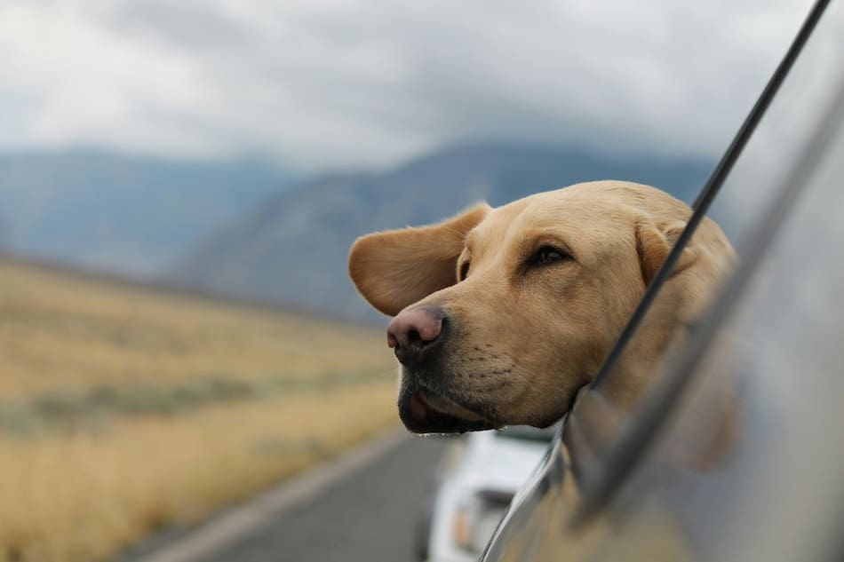 Hay varios consejos a tener en cuenta a la hora de viajar con tu perro en auto. Foto: Unsplash