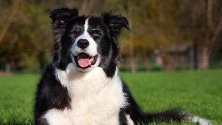 Perro. Foto: Reuters