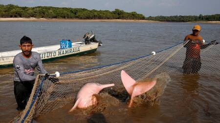Extraen delfín raro de lago Amazonas para estudiar efectos del cambio climático. Foto: Reuters.