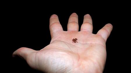 Hallan en Brasil un sapo-pulga, el segundo vertebrado más pequeño de todo el mundo. Foto: EFE.