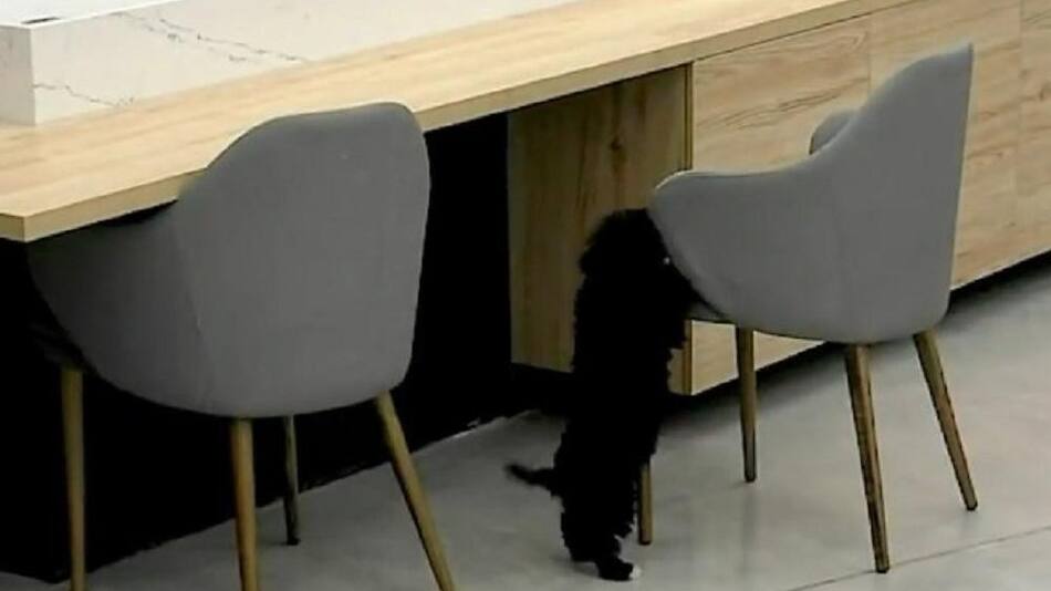 Mora busca a Caramelo. Foto: captura.