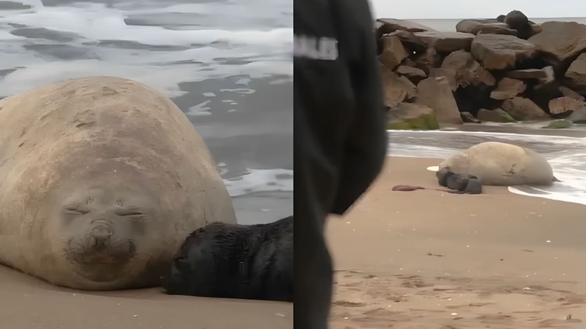 Alfredito, el elefante marino que nació en Mar del Plata.