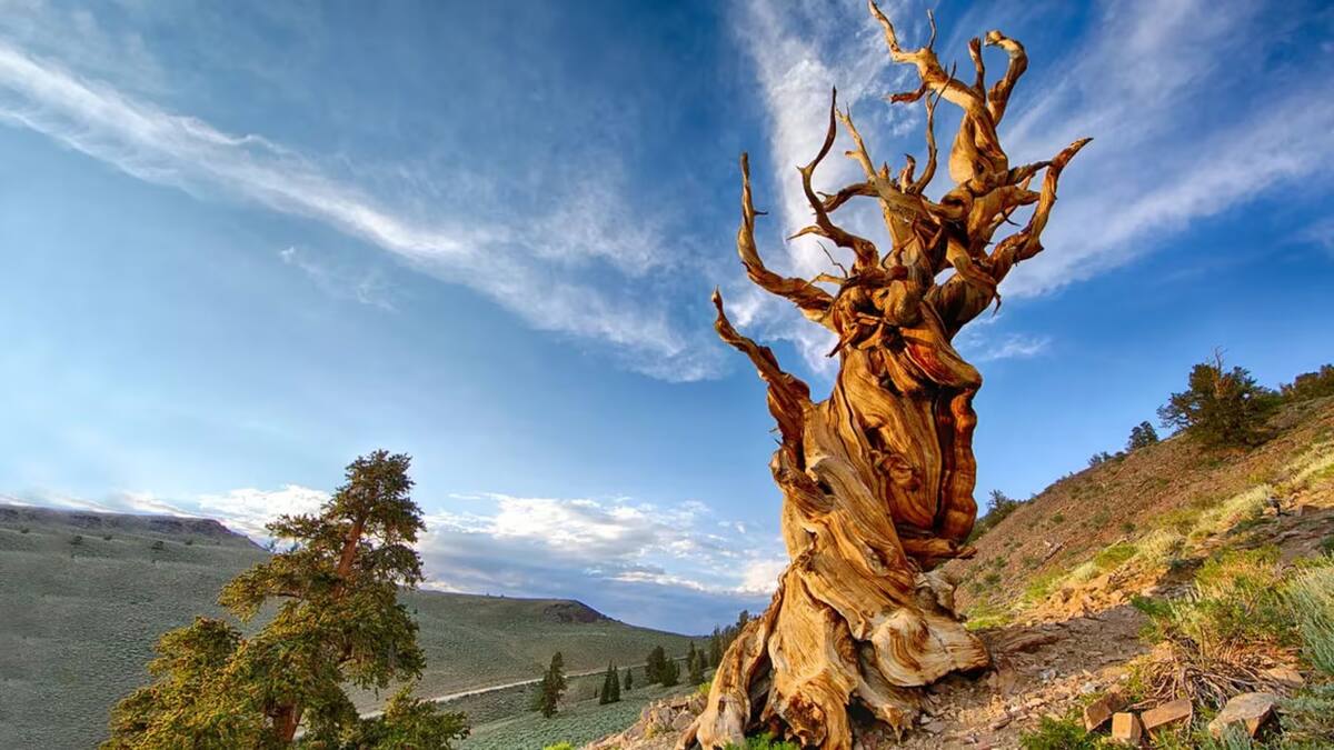 El árbol más antiguo del planeta Tierra