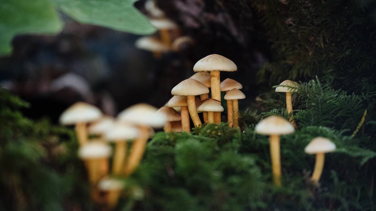 Los hongos tienen importantes propiedades medicinales. Foto: Unsplash