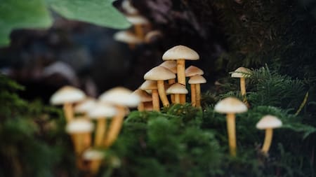 Los hongos tienen importantes propiedades medicinales. Foto: Unsplash