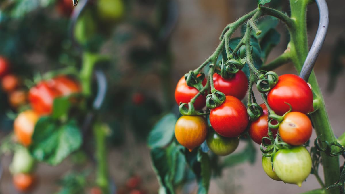 Nuevo producto argentino para eliminar toxinas de los alimentos. Foto: Unsplash