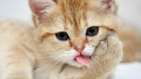 Gatos - Expresiones faciales