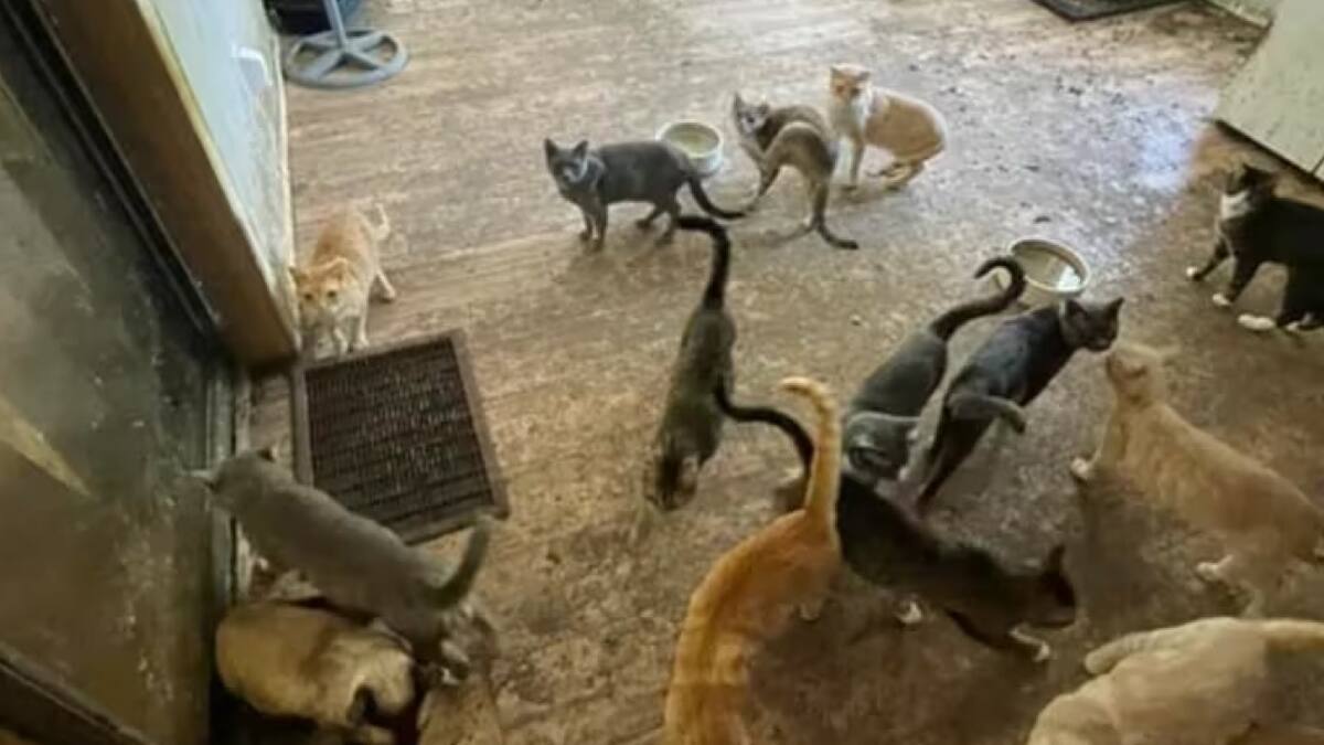 Más de 300 animales en terribles condiciones de vida. Foto: Facebook/Polk County Sheriff's Office